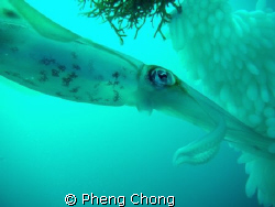 Saw these squids busy laying eggs while doing my safety s... by Pheng Chong 